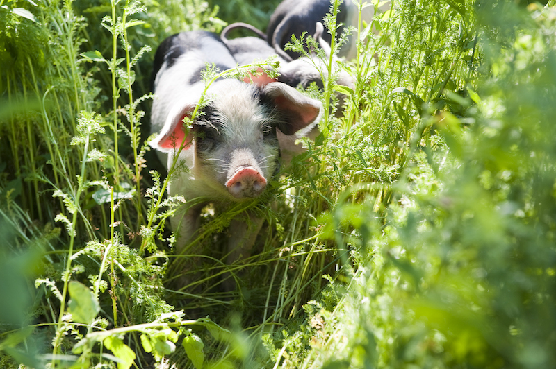 Fritztaler Freilandschweine