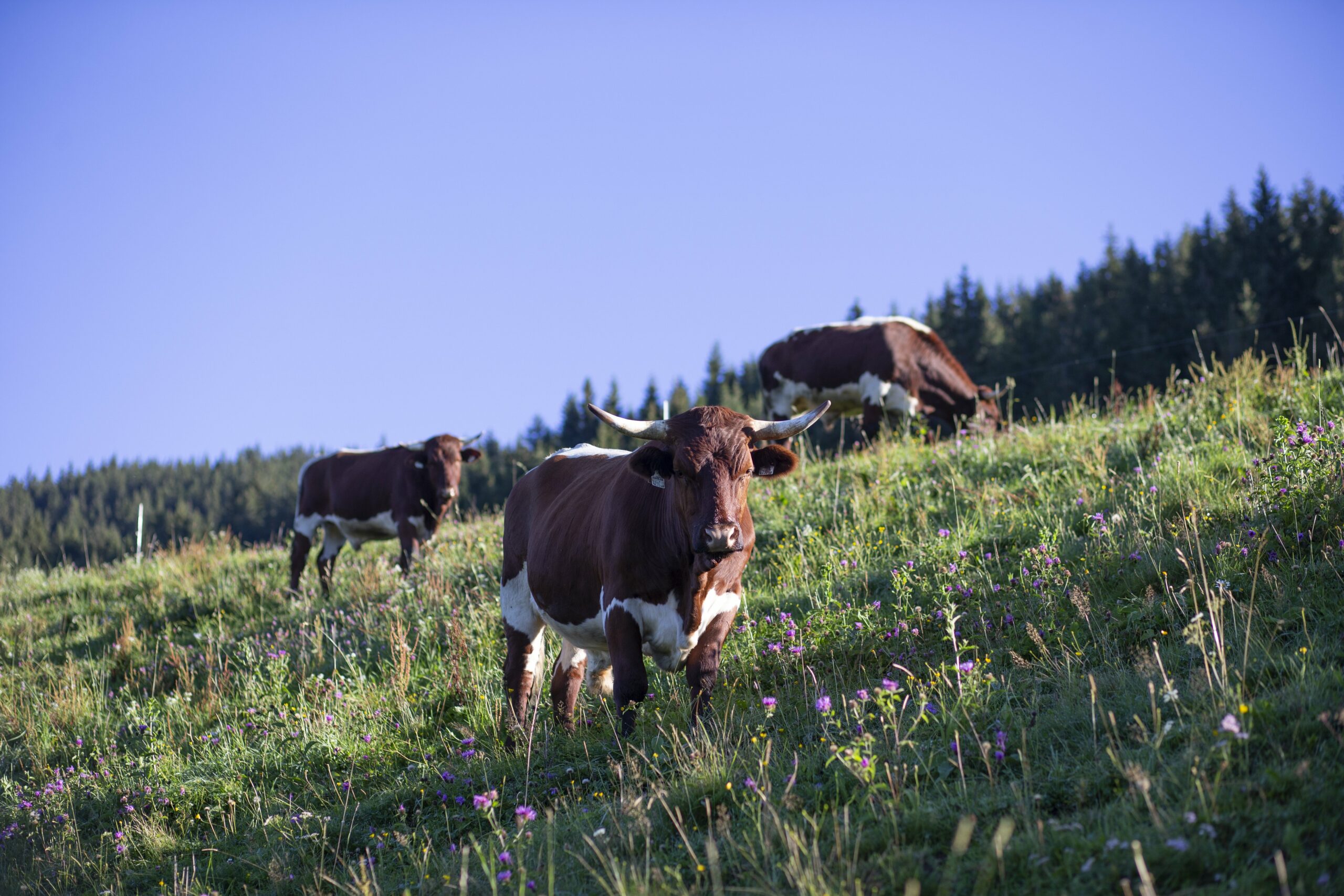 Der Pinzgauer OX